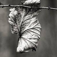 Buy canvas prints of Leaf clinging on by Simon Johnson