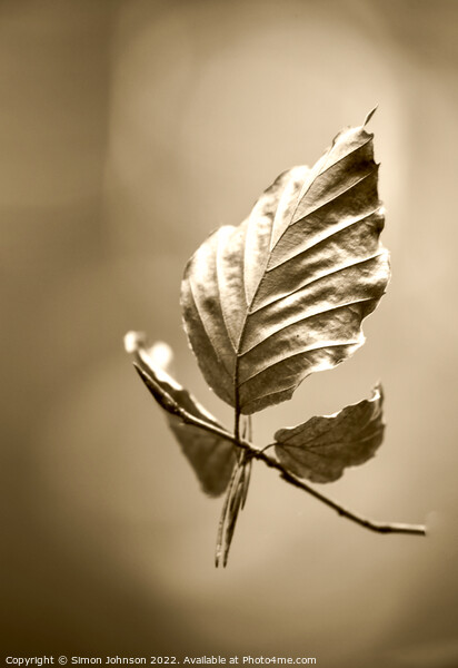 Beech leaf  sepia Picture Board by Simon Johnson