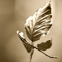 Buy canvas prints of Beech leaf  sepia by Simon Johnson