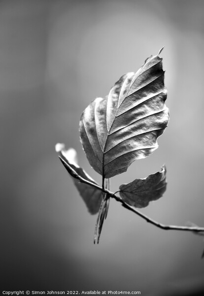 Beech leaf monochrome  Picture Board by Simon Johnson