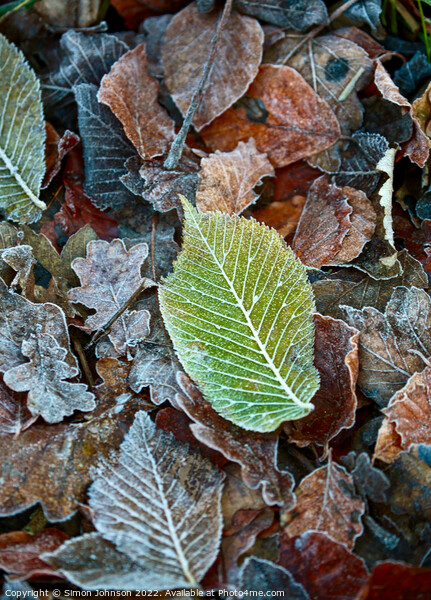 Frosted leaves Picture Board by Simon Johnson