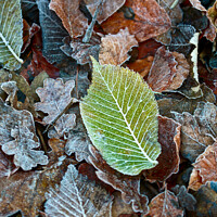 Buy canvas prints of Frosted leaves by Simon Johnson