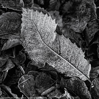 Buy canvas prints of Frosted leaf  monochrome  by Simon Johnson