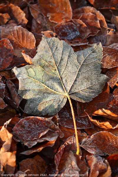 Frosted leaf Picture Board by Simon Johnson