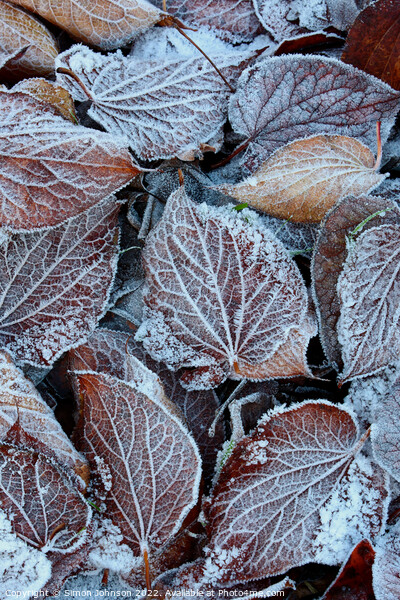 frosted leaves Picture Board by Simon Johnson