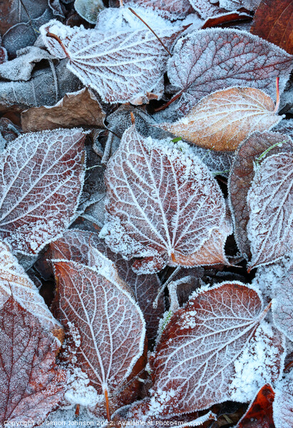 Frosted leaves  Picture Board by Simon Johnson