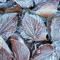 Buy canvas prints of Frosted leaves  by Simon Johnson