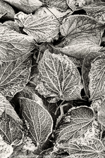 Frosted Leaves monochrome  Picture Board by Simon Johnson