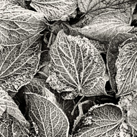 Buy canvas prints of Frosted Leaves monochrome  by Simon Johnson