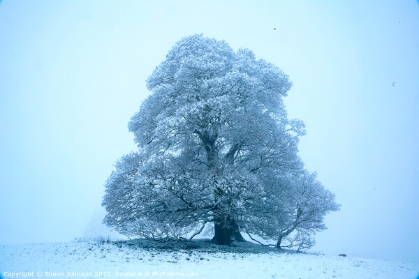 Frosted Tree Picture Board by Simon Johnson