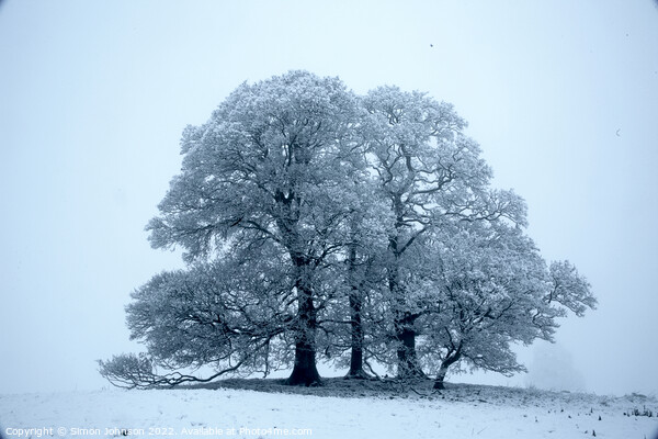 Trees in Snow Picture Board by Simon Johnson