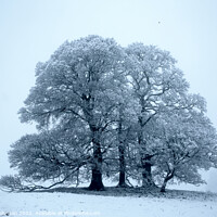 Buy canvas prints of Trees in Snow by Simon Johnson