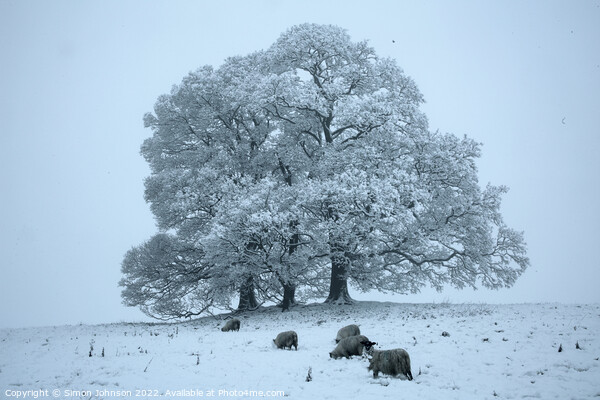Tree, sheep and snow  Picture Board by Simon Johnson