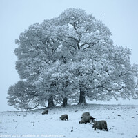 Buy canvas prints of Tree, sheep and snow  by Simon Johnson