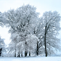 Buy canvas prints of Hoar Frosted trees by Simon Johnson
