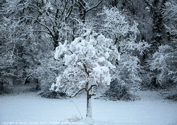 Snow clad tree Picture Board by Simon Johnson