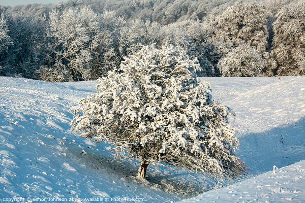 The leaning tree in winter Snow Picture Board by Simon Johnson