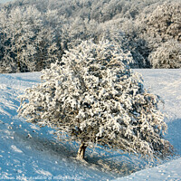 Buy canvas prints of The leaning tree in winter Snow by Simon Johnson
