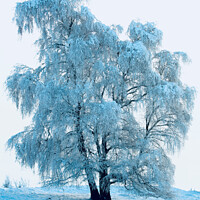 Buy canvas prints of Frosted Tree by Simon Johnson