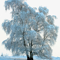 Buy canvas prints of Frosted tree by Simon Johnson