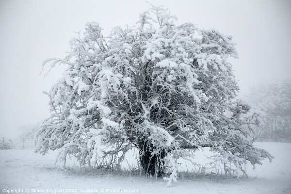 Frosted tree in monochrome  Picture Board by Simon Johnson