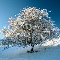Buy canvas prints of Frosted tree by Simon Johnson