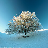 Buy canvas prints of Frosted  tree by Simon Johnson