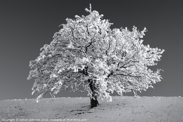Frosted tree Picture Board by Simon Johnson