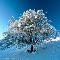 Buy canvas prints of frosted tree by Simon Johnson