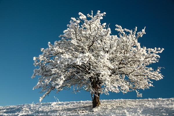 winter tree Picture Board by Simon Johnson