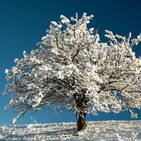 Buy canvas prints of winter tree by Simon Johnson