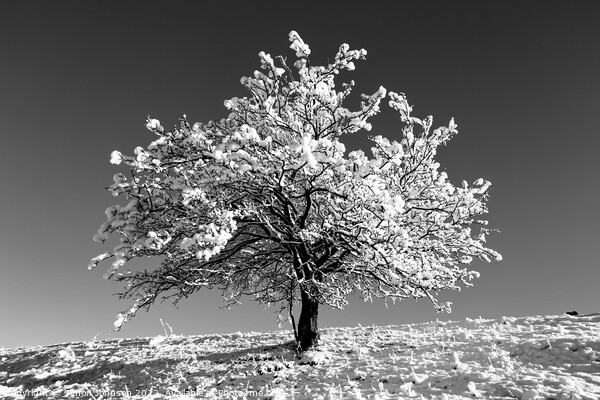 Frosted tree  In monochrome  Picture Board by Simon Johnson