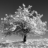 Buy canvas prints of Frosted tree  In monochrome  by Simon Johnson
