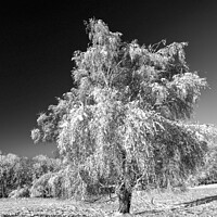 Buy canvas prints of frosted trees Broadway Cotswolds Gloucestershire by Simon Johnson
