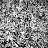 Buy canvas prints of Hoar Frost by Simon Johnson