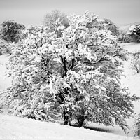 Buy canvas prints of  Cotswold Snow by Simon Johnson