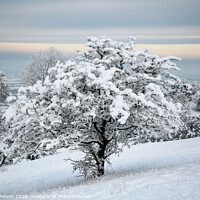 Buy canvas prints of Snow scene by Simon Johnson