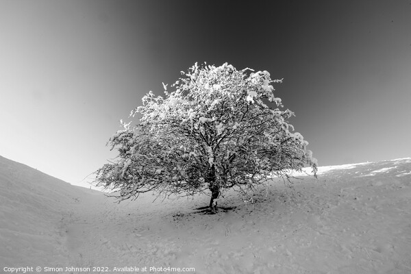 Frosted tree in Monochrome Picture Board by Simon Johnson