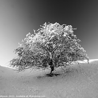Buy canvas prints of Frosted tree in Monochrome by Simon Johnson