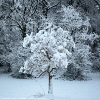 Buy canvas prints of Snow clad tree by Simon Johnson