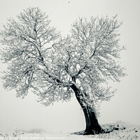 Buy canvas prints of Frosted Tree by Simon Johnson