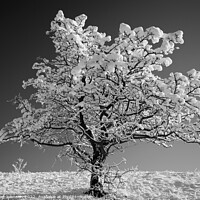 Buy canvas prints of Frosted tree in monochrome  by Simon Johnson