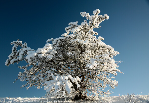 Frosted tree  Picture Board by Simon Johnson