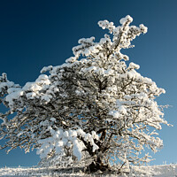 Buy canvas prints of Frosted tree  by Simon Johnson
