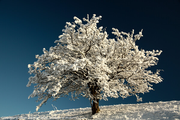 Frosted tree Picture Board by Simon Johnson