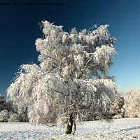 Buy canvas prints of Frosted tree  by Simon Johnson