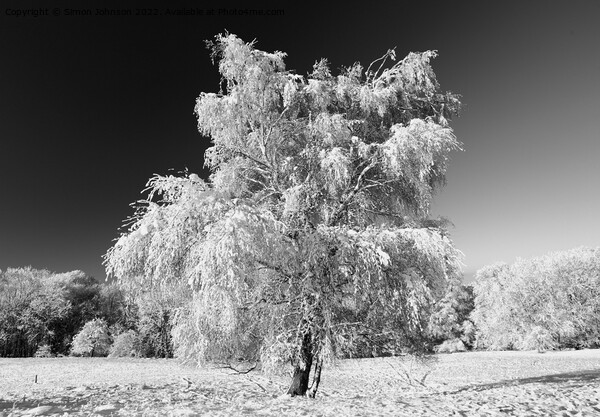 Frosted tree with snow  Picture Board by Simon Johnson