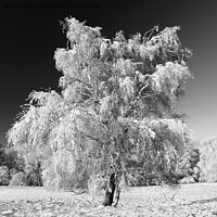 Buy canvas prints of Frosted tree with snow  by Simon Johnson