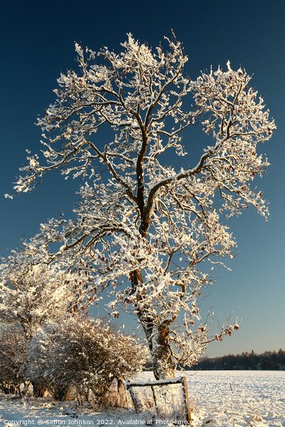 Frosty tree Picture Board by Simon Johnson