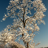 Buy canvas prints of Frosty tree by Simon Johnson